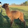 TOFT Nautilus Light Fawn Stud Male standing at TOFT Alpaca Stud